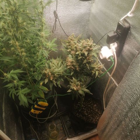 Big Devil Auto growlog timeline photo