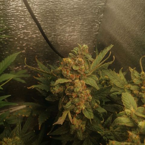 Big Devil Auto growlog timeline photo