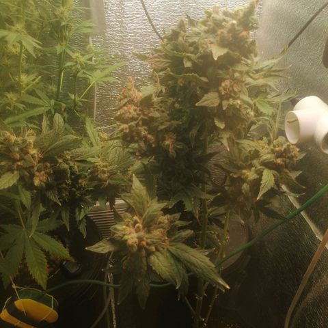 Big Devil Auto growlog timeline photo
