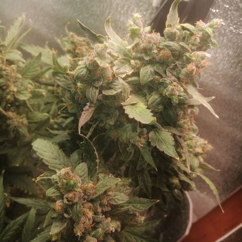 Big Devil Auto growlog timeline photo
