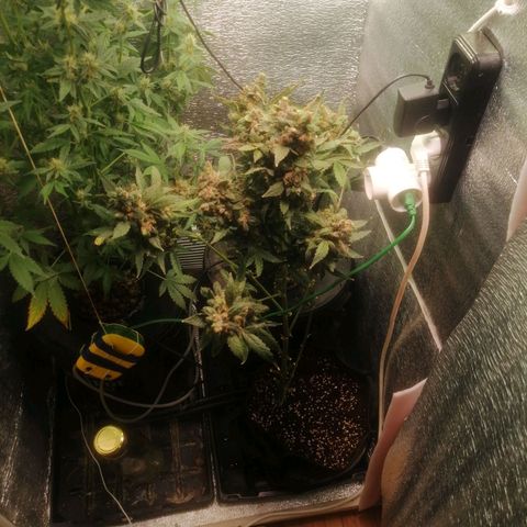 Big Devil Auto growlog timeline photo