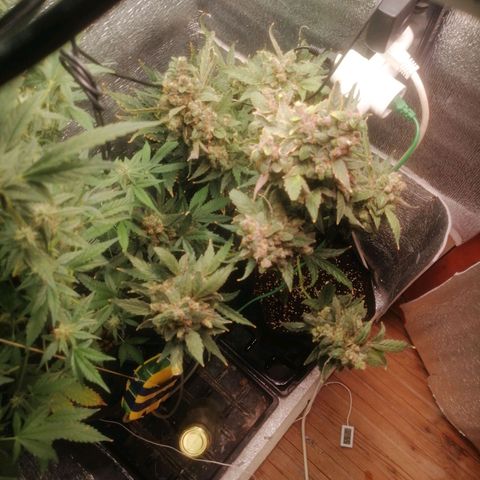Big Devil Auto growlog timeline photo