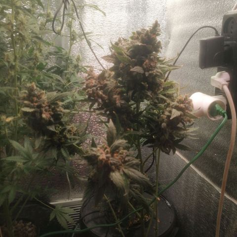 Big Devil Auto growlog timeline photo