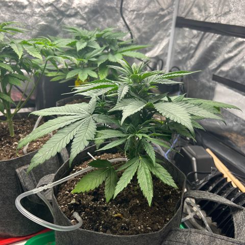 Durban Poison 3 growlog timeline photo