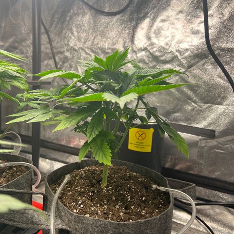 Durban Poison 1 growlog timeline photo