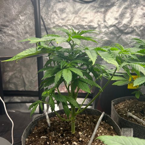 Durban Poison 3 growlog timeline photo