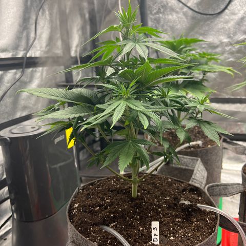 Durban Poison 3 growlog photo: 12”