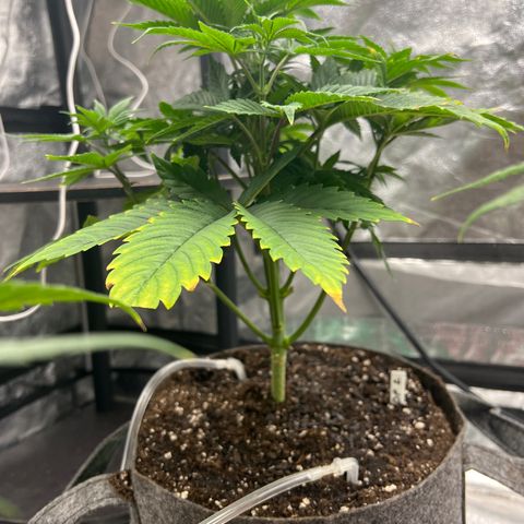Durban Poison 2 growlog photo: 11”