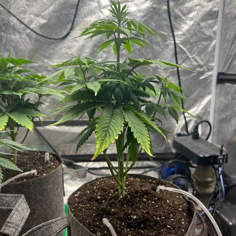 Durban Poison 1 growlog photo: 13.5”