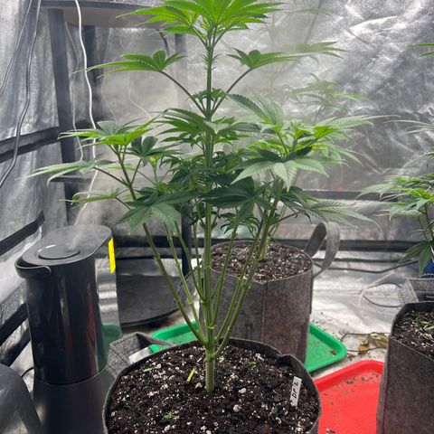 Durban Poison 2 growlog timeline photo