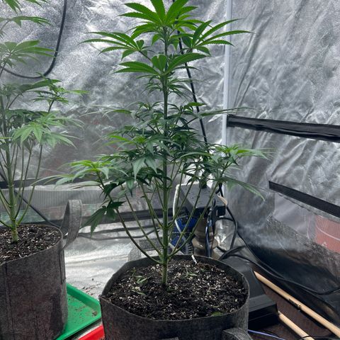 Durban Poison 3 growlog timeline photo