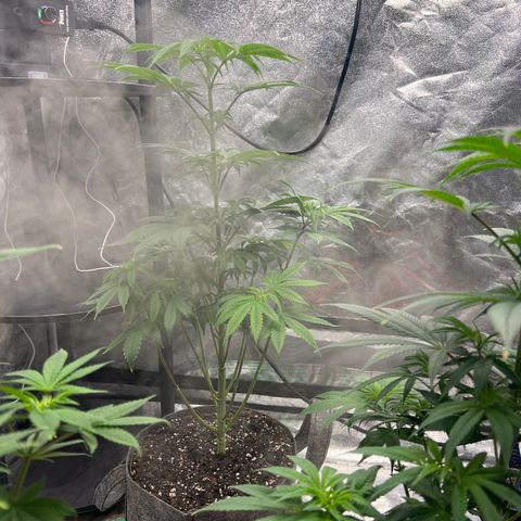 Durban Poison 1 growlog timeline photo
