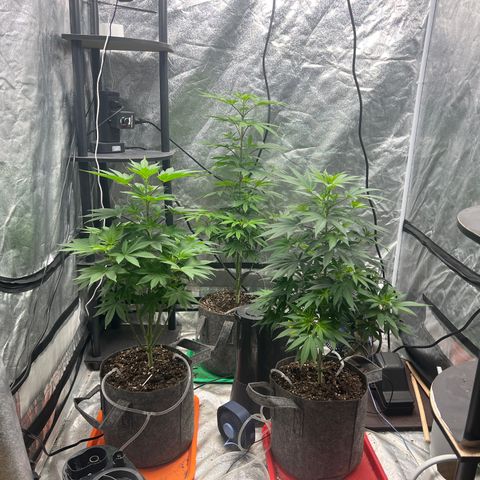 Durban Poison 2 growlog photo: Flowering 