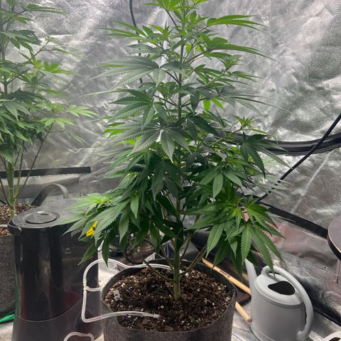 Durban Poison 3 growlog photo: Flowering 