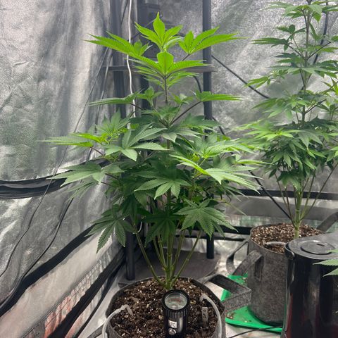 Durban Poison 2 growlog photo: Flowering