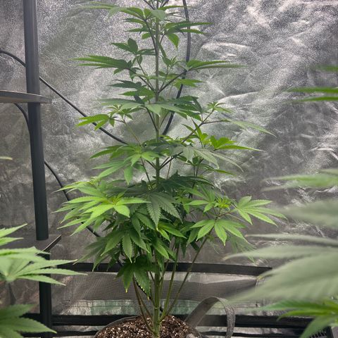 Durban Poison 1 growlog photo: Flowering
