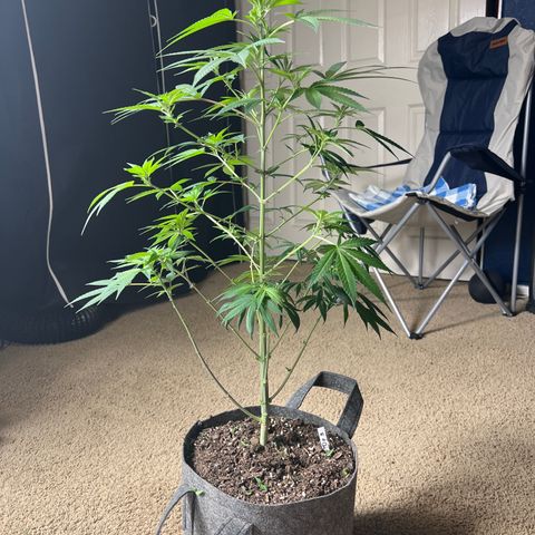 Durban Poison 3 growlog photo: Defoiled 