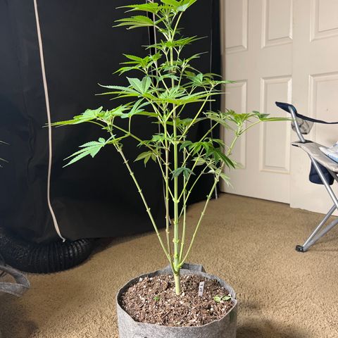 Durban Poison 2 growlog photo: Defoil 