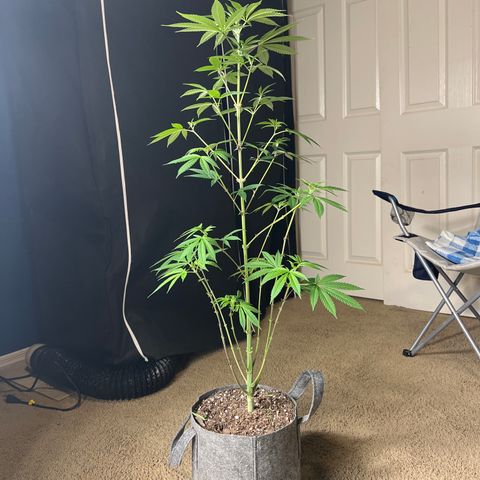 Durban Poison 1 growlog photo: Defoil 