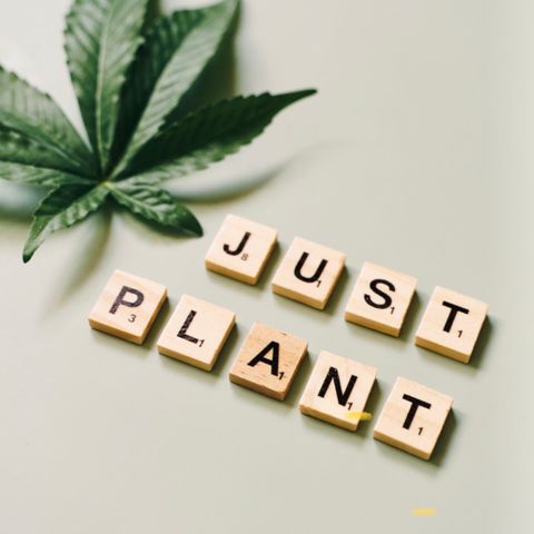 Durban Poison 2 growlog timeline photo