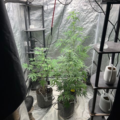 Durban Poison 2 growlog timeline photo