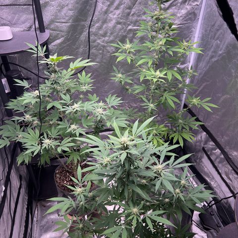 Durban Poison 2 growlog timeline photo