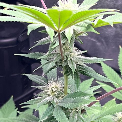 Durban Poison 2 growlog timeline photo