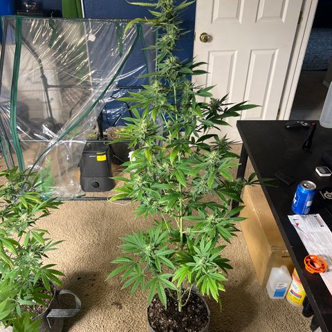 Durban Poison 1 growlog timeline photo