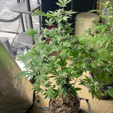 Durban Poison 2 growlog timeline photo