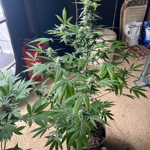 Durban Poison 3 growlog timeline photo