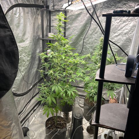 Durban Poison 2 growlog timeline photo