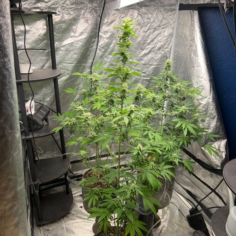 Durban Poison 2 growlog timeline photo