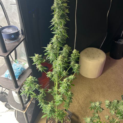 Durban Poison 1 growlog timeline photo