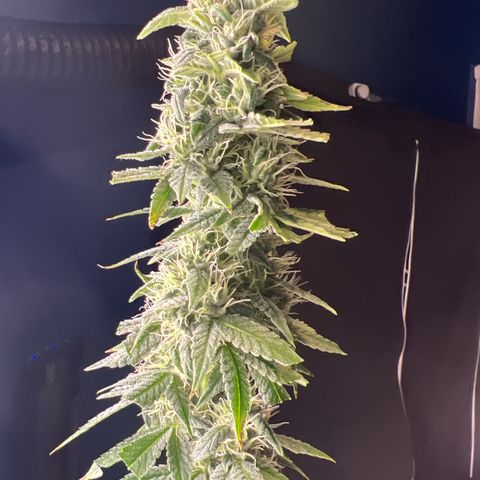 Durban Poison 1 growlog timeline photo