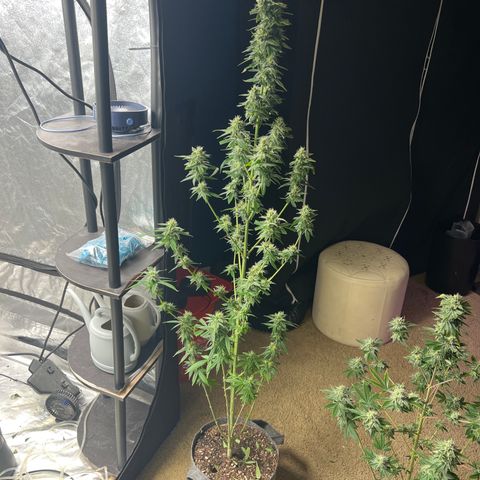 Durban Poison 1 growlog timeline photo