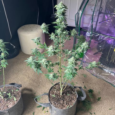Durban Poison 2 growlog photo: Trim