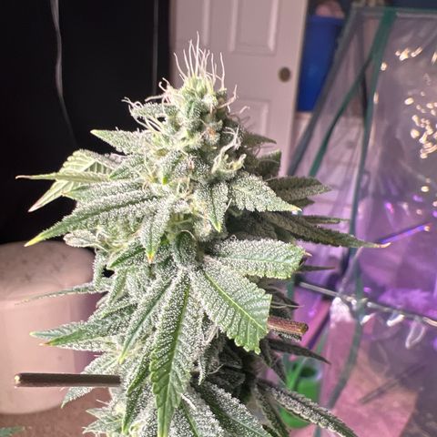 Durban Poison 2 growlog photo: Trim