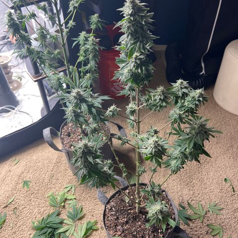 Durban Poison 2 growlog photo: Trim