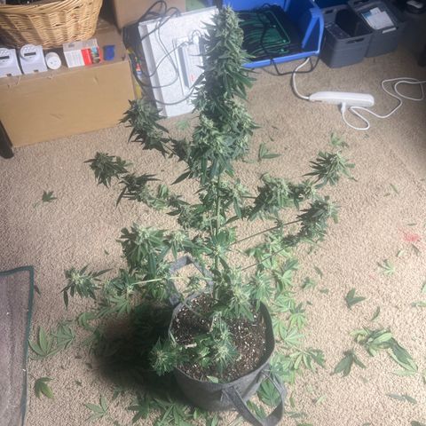 Durban Poison 3 growlog photo: Trim