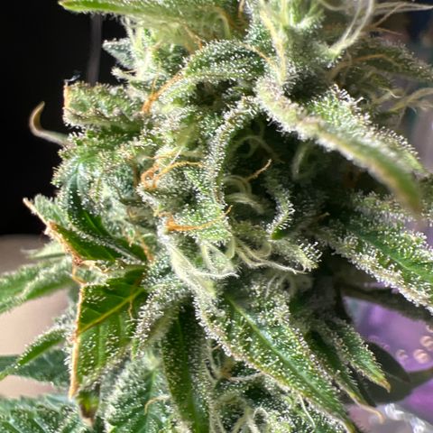 Durban Poison 3 growlog photo: Trim