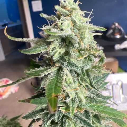 Durban Poison 3 growlog photo: Trim