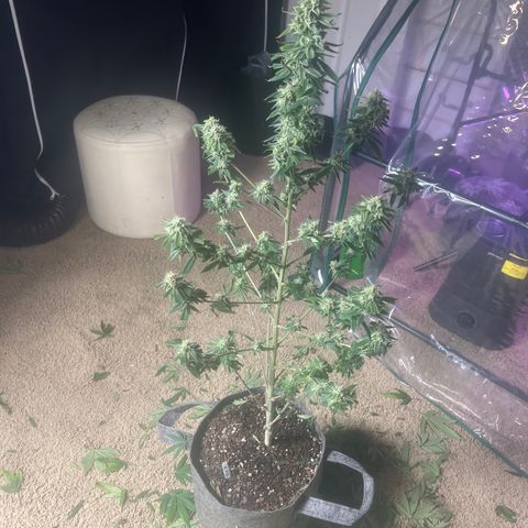 Durban Poison 3 growlog photo: Trim
