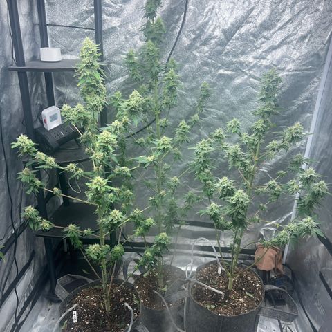 Durban Poison 2 growlog photo: Trim