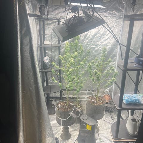 Durban Poison 2 growlog photo: Trim
