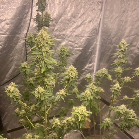 Durban Poison 2 growlog photo: Trim