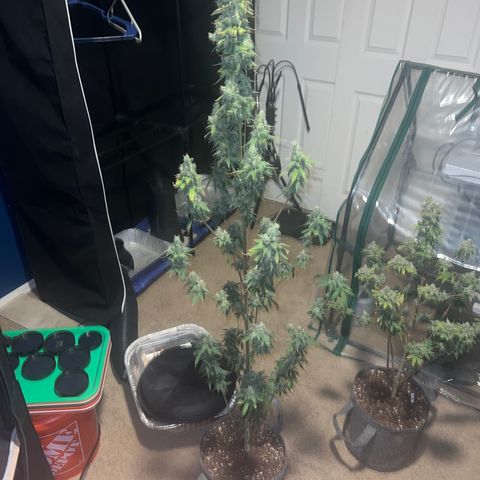 Durban Poison 1 growlog photo: Harvest 