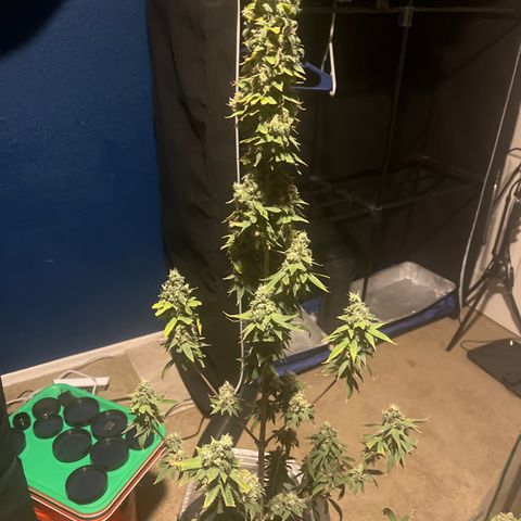 Durban Poison 1 growlog photo: Harvest 