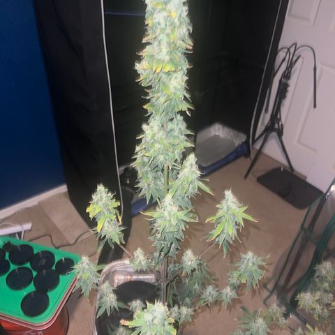 Durban Poison 1 growlog timeline photo