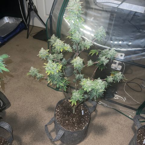 Durban Poison 2 growlog timeline photo