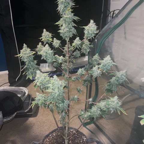 Durban Poison 2 growlog timeline photo